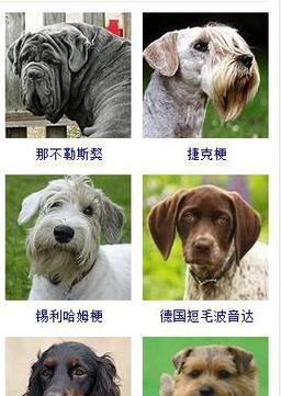 全球狗狗品种大全