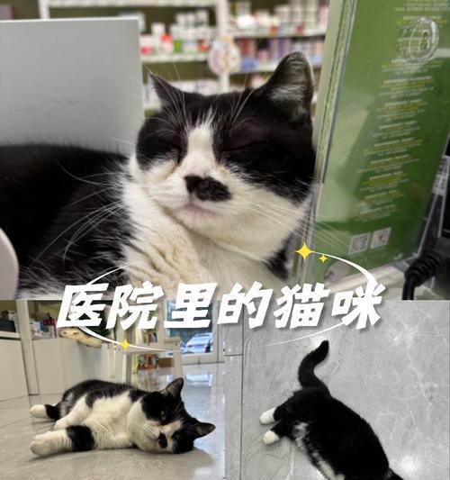 宠物免疫前体检的重要性（为你的宠物做好免疫前准备）