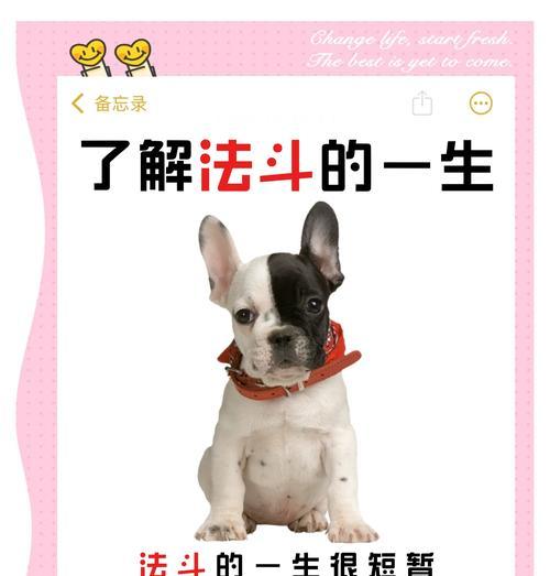 训练法斗犬的基本攻略（培养法斗犬优秀品质的关键技巧）