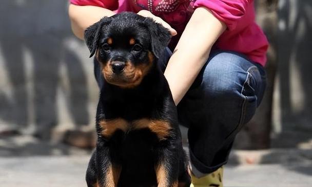 以罗威纳犬多久断奶？（了解罗威纳犬断奶时间及关键因素）