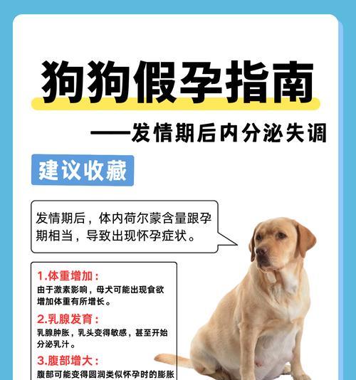 狗的孕育周期及生产过程（了解狗的孕育周期，帮助您更好地照顾母狗和幼犬）