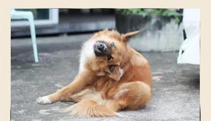 狗狗寄生虫感染的症状及治疗方法（了解狗狗身上寄生虫导致的症状，提早预防和治疗寄生虫感染）