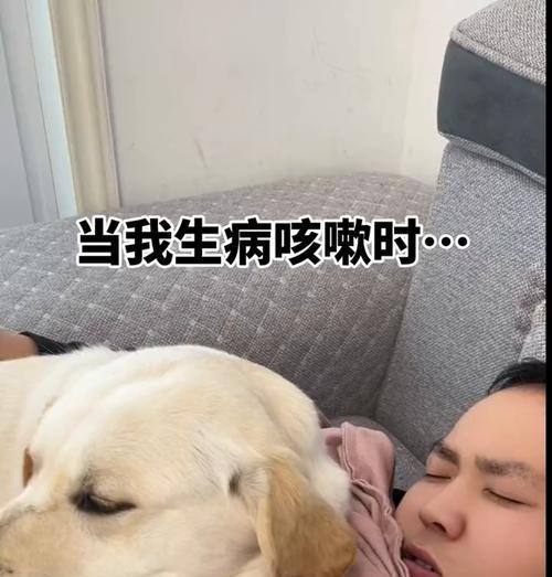 拉布拉多感冒（病程、治疗方法及预防措施）