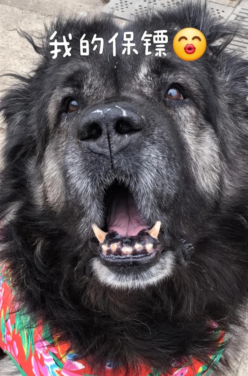 罗威纳犬饮食指南（营养均衡的蔬菜和肉类食谱）