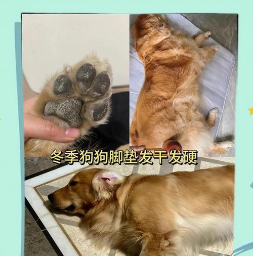 狗狗脚毛修剪的频率与方法（探讨狗狗脚毛修剪的最佳时机和正确步骤）