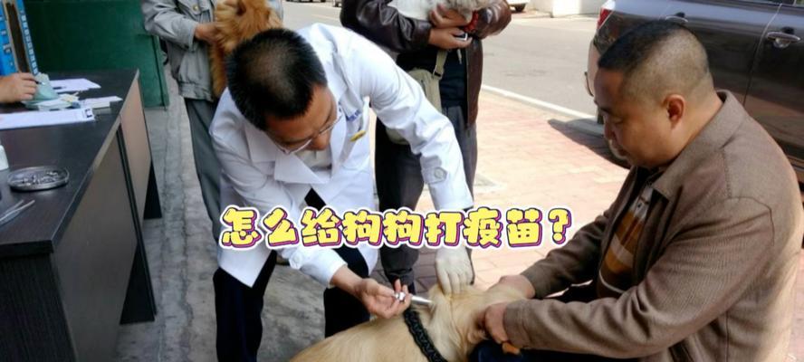 以才买的狗多久打疫苗（宠物狗疫苗接种时间安排及注意事项）