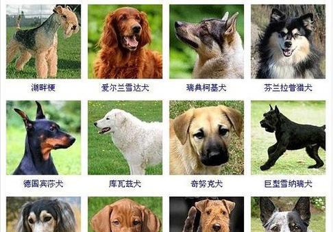 常见宠物狗狗市场价揭秘（了解宠物狗狗的市场行情及价格波动趋势）