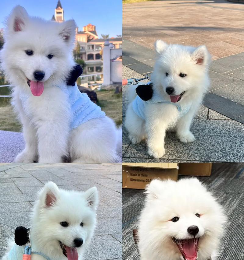 萨摩耶犬的价格及饲养注意事项（了解萨摩耶犬的价格，为它的健康幸福生活提供关爱和指导）