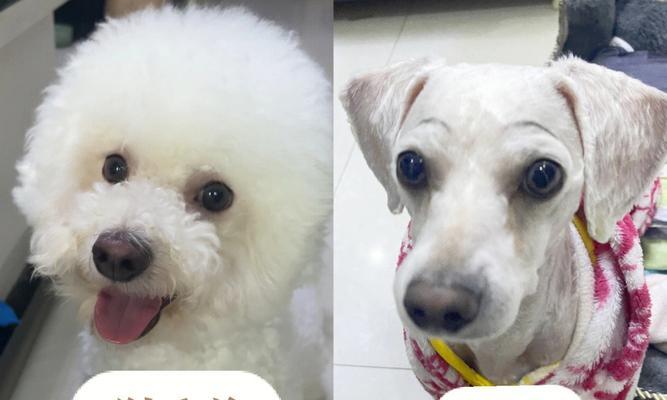 比熊毛发生长周期的秘密（揭秘比熊毛发生长周期及其影响因素）