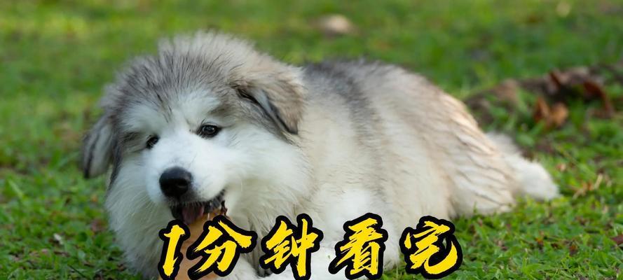 阿拉斯加多久下狗？（探索阿拉斯加犬的独特怀孕周期和分娩过程）