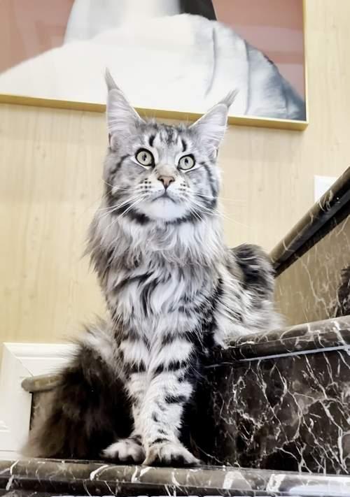 猫掉毛的原因及解决办法（爱它们就要帮助它们，了解掉毛原因并寻找解决办法）