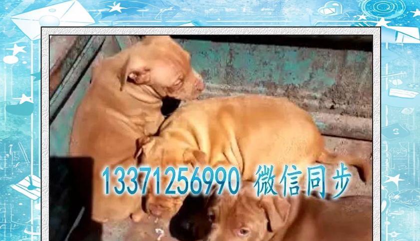 急救狗狗吃了老鼠药的方法（多种救援措施保护你的毛孩）