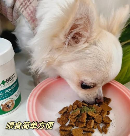 狗狗洁牙的重要性与频率探讨（探索狗狗洁牙的最佳频率，保持口腔健康的关键）