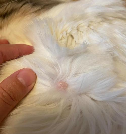 养猫咪过敏的症状及应对方法（了解猫咪过敏反应，让你和猫咪共处无忧）