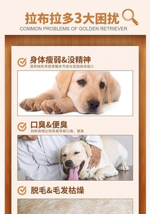 金毛狗狗蛋白质补充的重要性（为金毛狗狗提供健康的蛋白质饮食）