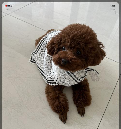 泰迪犬记忆力（探索泰迪犬记忆的神奇世界）