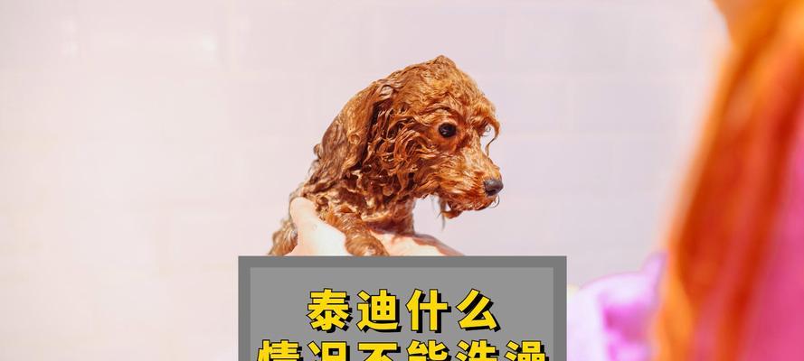 泰迪生完后多久能洗澡？（如何科学地给泰迪洗澡以及洗澡后的注意事项）