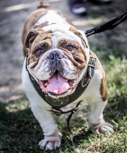 为什么人们不愿养英国斗牛犬了？（探究英国斗牛犬不受欢迎的原因）