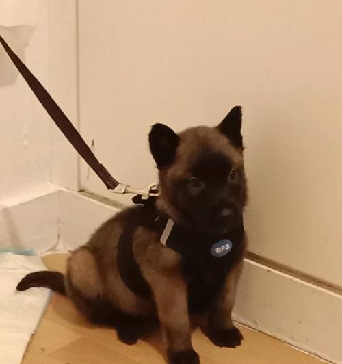 马犬拉稀的原因及治疗方法（探究马犬拉稀的成因与解决方案，为您的宠物带来健康与舒适）