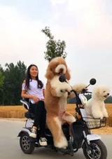 迷你贵宾与巨型贵宾（探讨迷你贵宾和巨型贵宾的饲养现象与原因）