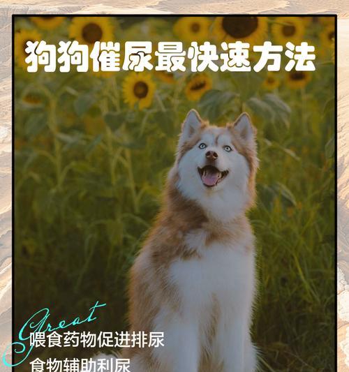 如何快速处理狗狗伤口和止血（掌握这些方法，为你的宠物提供即时的急救帮助）