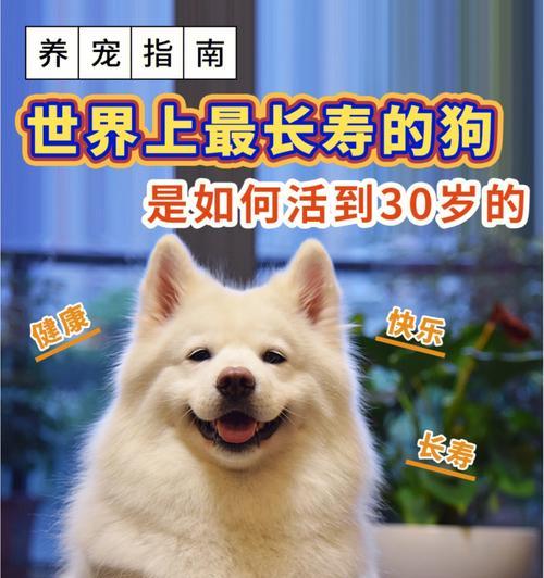 狗狗寿命的因素及如何延长狗狗的寿命（探索狗狗寿命的奥秘，帮助你的爱宠活得更久）