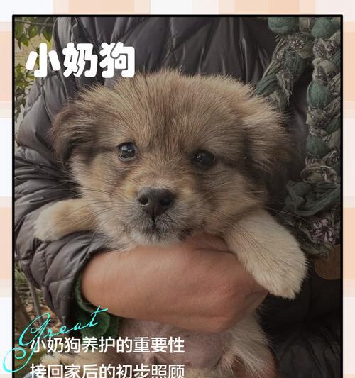 母狗生产前的奶水准备时间（狗狗产奶的过程及注意事项）
