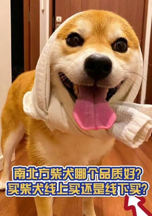 选择合适的柴犬宝宝（柴犬买几个月大最合适？如何辨别柴犬的品质？）
