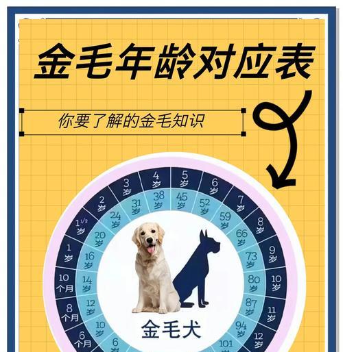 金毛狗每天需要多久的散步时间？（为你的金毛提供足够的运动是多么重要！）