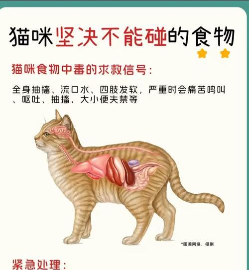 小心！这些地方不能随便摸猫（了解猫咪的禁区，让我们与它们更和谐相处）