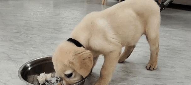 拉布拉多饭后多久拉（拉布拉多排便时间的关键因素与调控）