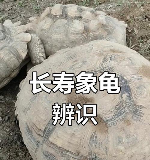 小苏卡达的睡眠时间之谜（揭秘小苏卡达一天睡多久的原因及对身体健康的影响）
