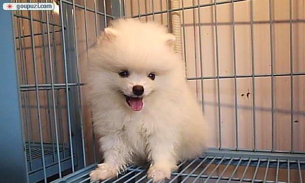 如何挑选纯种博美犬？六个关键点！（博美犬选购指南，教你如何选择纯种博美犬）