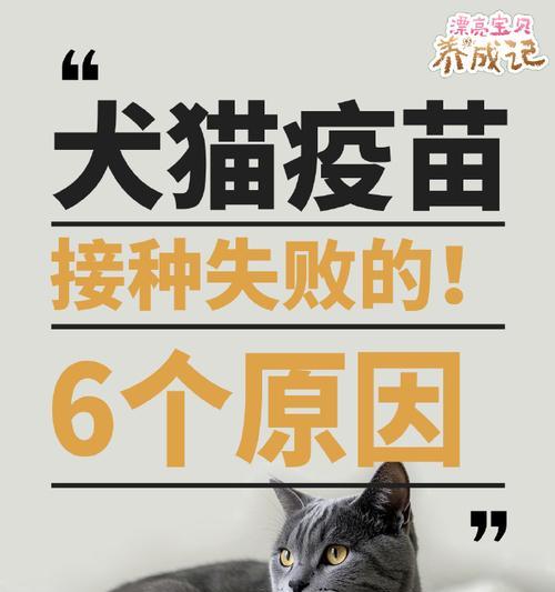 宠物疫苗，保护爱宠健康的必备措施（了解宠物需要打的疫苗种类和重要性，确保宠物免受疾病侵袭）