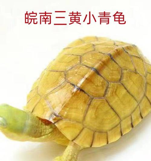 石龟的多样性与特征（探索石龟世界，认识不同种类的石龟）