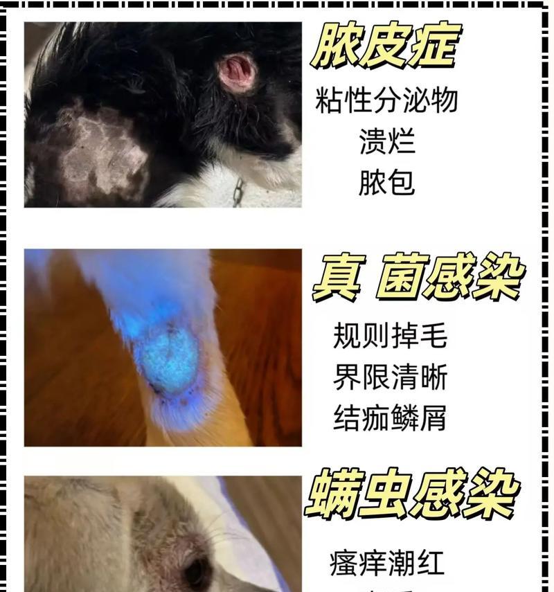狗狗易患皮肤病的六大原因（了解为什么狗狗容易患上皮肤病，预防从根源开始）