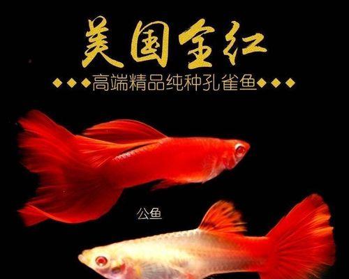 凤尾鱼的繁殖周期及其关键因素研究（探究凤尾鱼繁殖周期的影响因素及其生态意义）