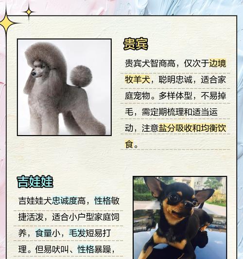 小型犬中的健康之选（精选几种小型犬品种，无病无忧、省心又省钱）
