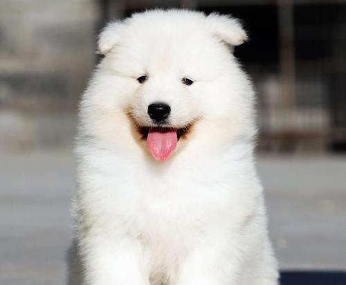 萨摩耶——微笑天使的代表（了解这个可爱的犬种和它带给人们的快乐）