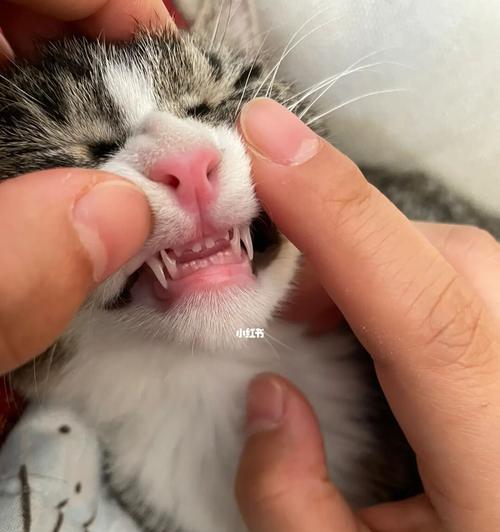 揭秘猫咪的牙齿（探索猫咪牙齿的多重功能，你了解吗？）