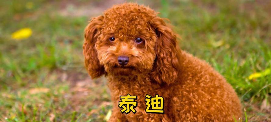 泰迪剃毛的最佳时间和方法（如何让你的泰迪毛茸茸又整洁）