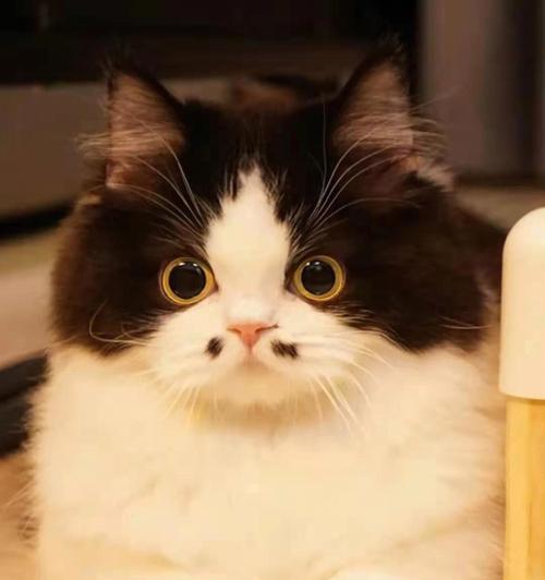 宠萌猫大全——解密可爱猫咪的秘密生活（探索猫咪的奇妙世界，与它们共度美好时光）