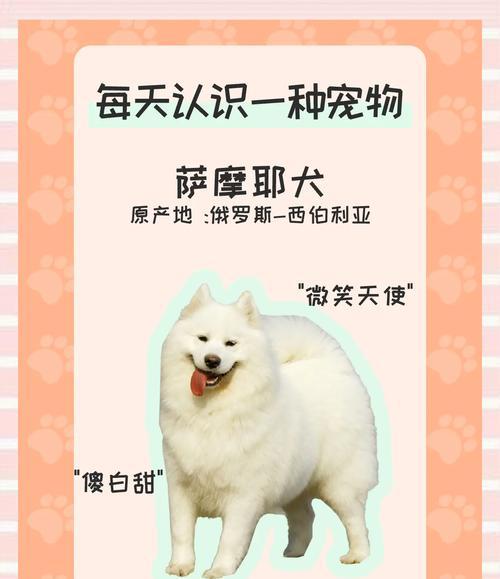 萨摩耶价格及适合家养的优势（了解萨摩耶价格和适合家养的原因，选择最适合的宠物伴侣）