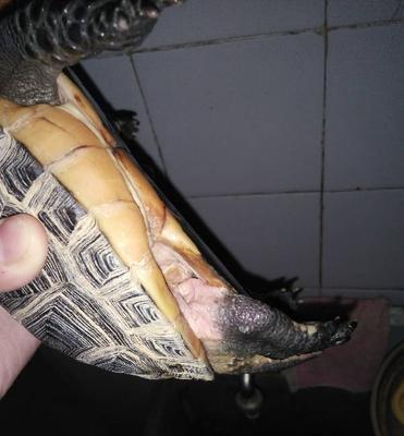 乌龟常见的皮肤病及预防措施（了解乌龟的皮肤病，守护宠物健康）