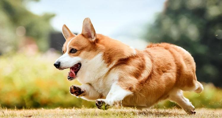 柯基犬（探究柯基犬饲养的困难与挑战）