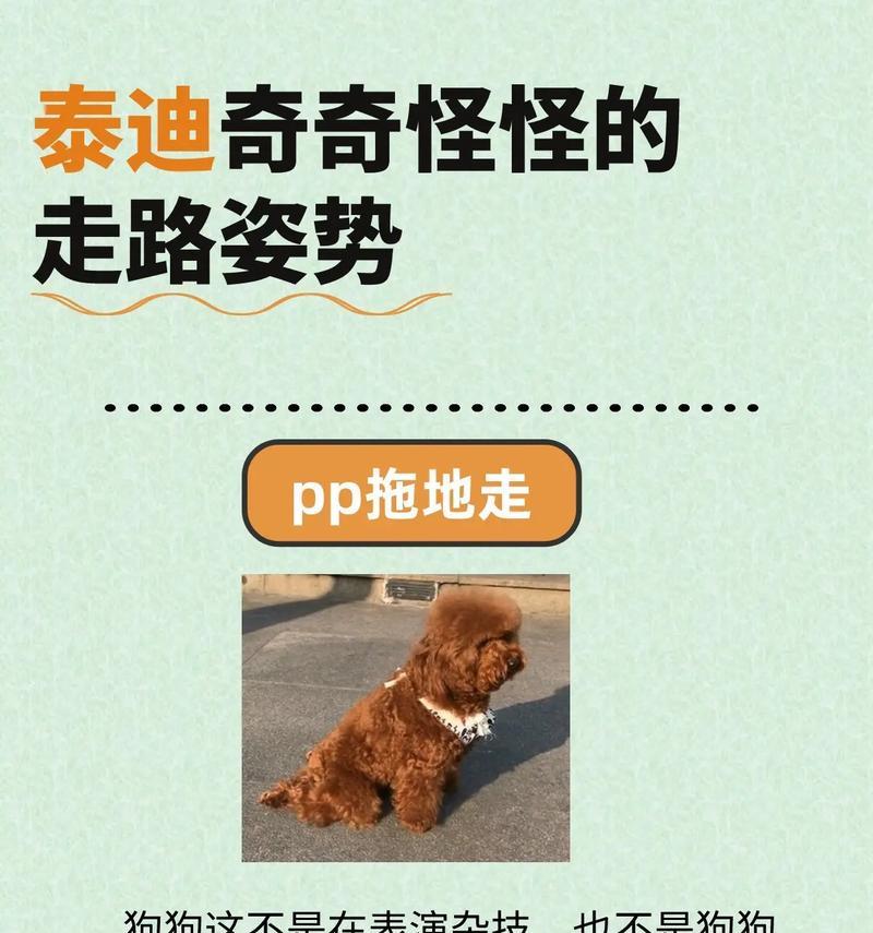探究泰迪幼犬拉屎的时间规律（了解泰迪幼犬排便习惯的一些要点）