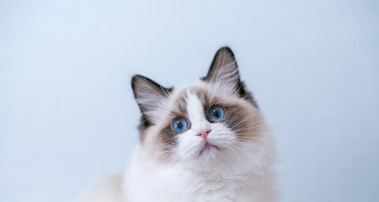 猫能吃哪些内脏？（揭开猫咪的内脏饮食奥秘）
