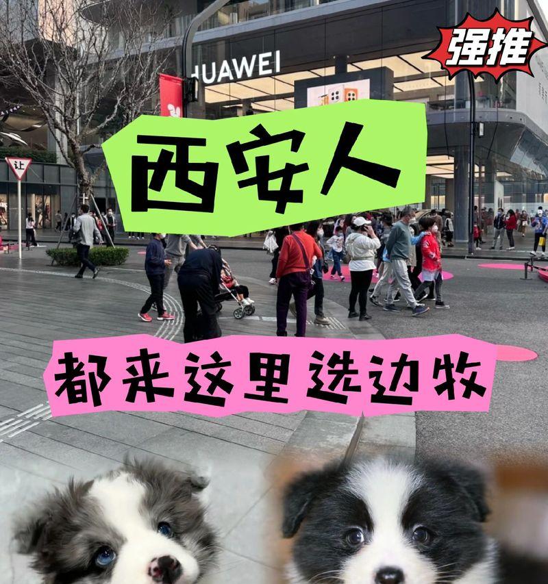 探寻西安注册的犬舍（了解西安犬舍的类型和服务，找到理想的宠物寄养场所）