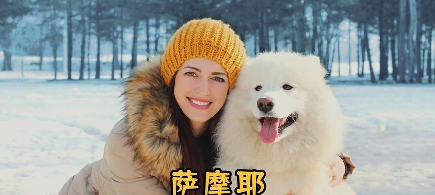 以萨摩耶多久认人的秘密揭秘（了解这个可爱的犬种的独特认人方式）