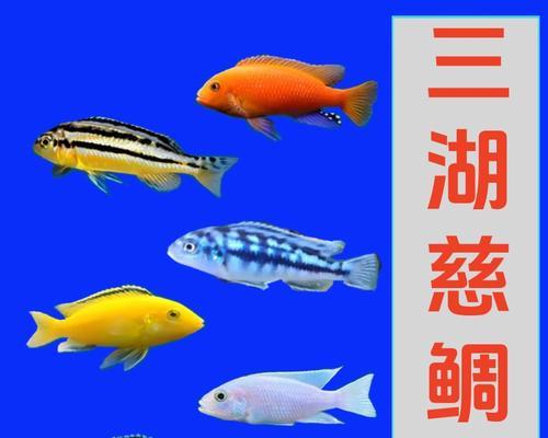 养鱼新手必备（选择适合自己的热带鱼，让养鱼变得简单愉快）